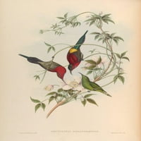Птици на Азия Goulpourah Sun-Bird Poster Print от Джон Гулд