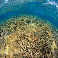 Сцена на плитка водна рифка с масив от твърди корали, Фиджи. Печат на плакат от Дейвид Флетъм